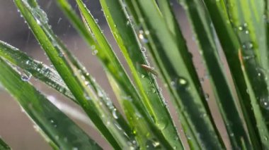 Çiy damlalı yeşil yaprak