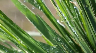 Çiy damlalı yeşil yaprak