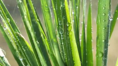 Çiy damlalı yeşil yaprak