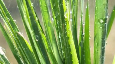 Çiy damlalı yeşil yaprak