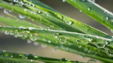 Çiy damlalı yeşil yaprak