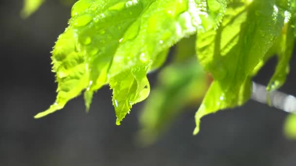 Regendruppels Stromen Langzaam Uit Een Groen Blad Natuur — Stockvideo