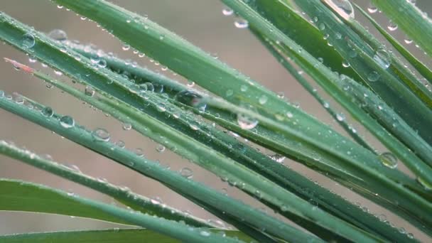 Feuille Verte Avec Gouttes Rosée — Video