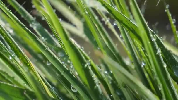 Hoja Verde Con Gotas Rocío — Vídeos de Stock