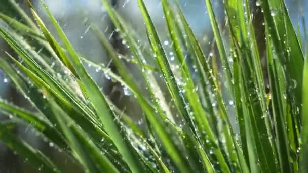 Hoja Verde Con Gotas Rocío — Vídeos de Stock