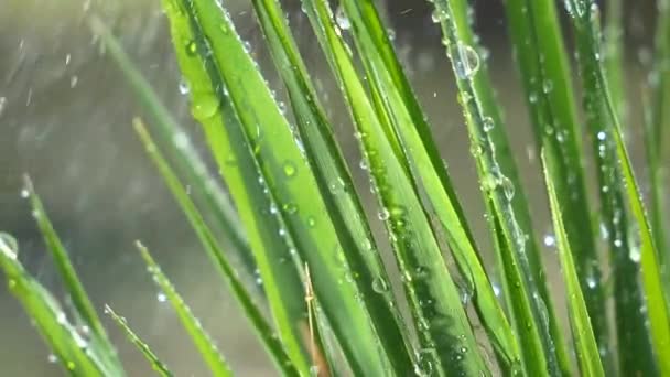 Çiy Damlalı Yeşil Yaprak — Stok video