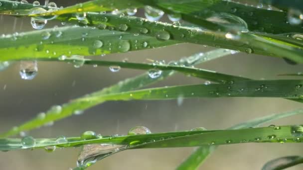 Grünes Blatt Mit Tautropfen — Stockvideo