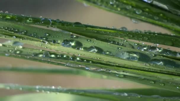 Grünes Blatt Mit Tautropfen — Stockvideo