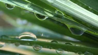 Çiy damlalı yeşil yaprak