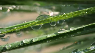 Çiy damlalı yeşil yaprak