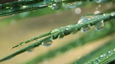 Çiy damlalı yeşil yaprak