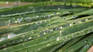 Çiy damlalı yeşil yaprak