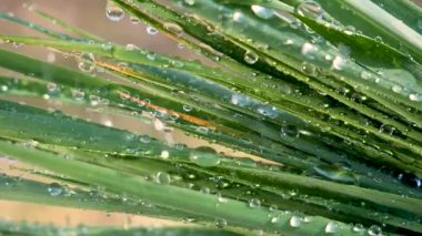 Çiy damlalı yeşil yaprak