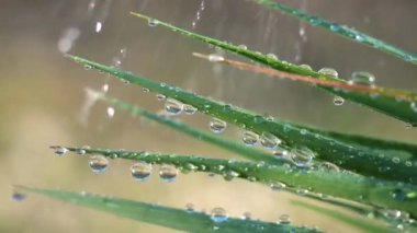 Çiy damlalı yeşil yaprak