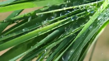 Çiy damlalı yeşil yaprak