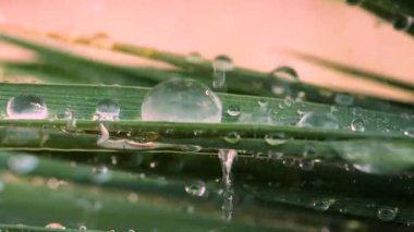 Çiy damlalı yeşil yaprak