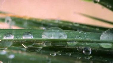 Çiy damlalı yeşil yaprak