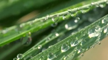 Çiy damlalı yeşil yaprak