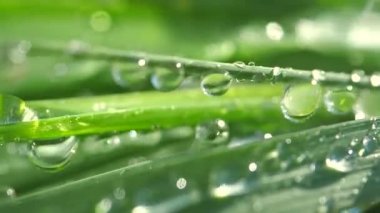 Çiy damlalı yeşil yaprak