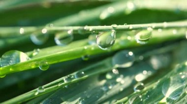 Çiy damlalı yeşil yaprak