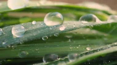 Çiy damlalı yeşil yaprak