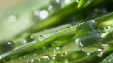 Çiy damlalı yeşil yaprak