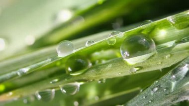 Çiy damlalı yeşil yaprak