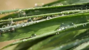 Çiy damlalı yeşil yaprak