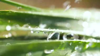 Çiy damlalı yeşil yaprak