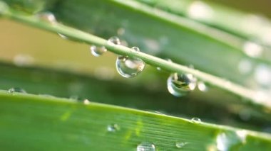 Çiy damlalı yeşil yaprak