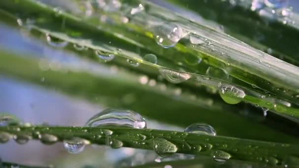 Hoja Verde Con Gotas Rocío — Vídeos de Stock