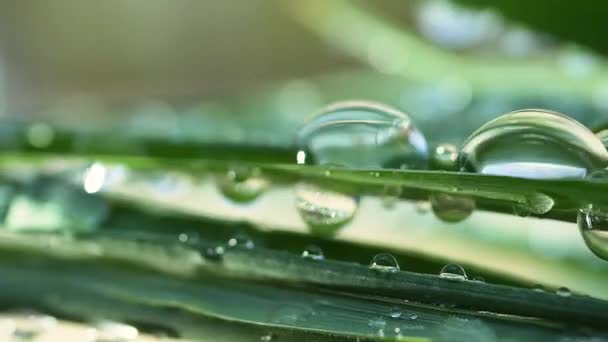 feuille verte avec gouttes de rosée
