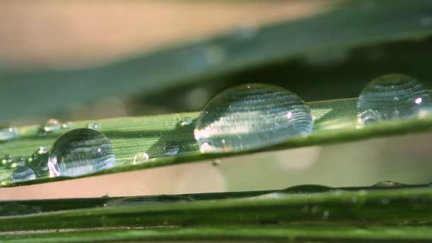 Foglia Verde Con Gocce Rugiada — Video Stock