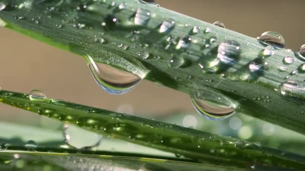 Folha Verde Com Gotas Orvalho — Vídeo de Stock