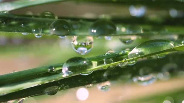 Folha Verde Com Gotas Orvalho — Vídeo de Stock