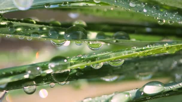 Groen Blad Met Dauwdruppels — Stockvideo