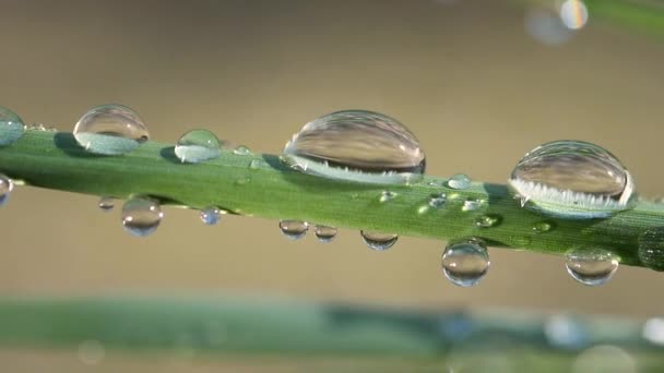 Groen Blad Met Dauwdruppels — Stockvideo