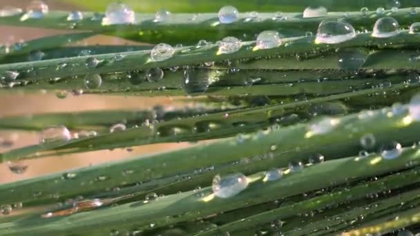 Grünes Blatt Mit Tautropfen — Stockvideo