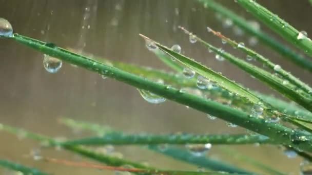 Green Leaf Dew Drops — Stock Video