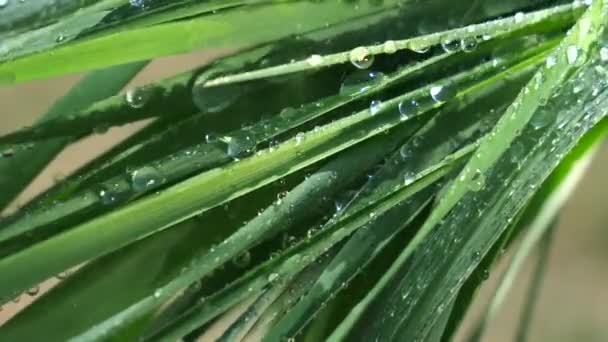 Çiy Damlalı Yeşil Yaprak — Stok video