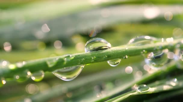 Hoja Verde Con Gotas Rocío — Vídeo de stock