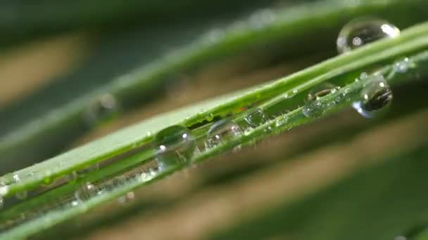 Hoja Verde Con Gotas Rocío — Vídeo de stock