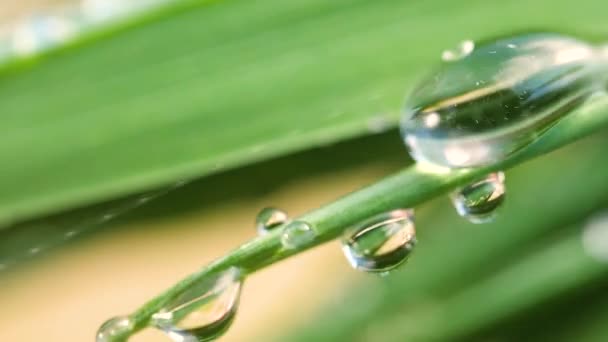 Hoja Verde Con Gotas Rocío — Vídeos de Stock