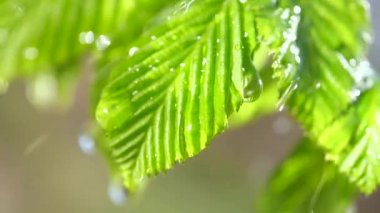 Çiy damlalı yeşil yaprak