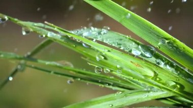 Çiy damlalı yeşil yaprak
