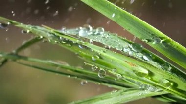 Çiy damlalı yeşil yaprak