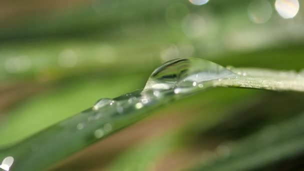 Grünes Blatt Mit Tautropfen — Stockvideo