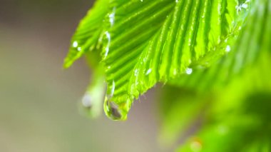 Yağmur damlaları yeşil bir yapraktan yavaşça akar. Doğada..