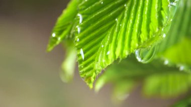 Yağmur damlaları yeşil bir yapraktan yavaşça akar. Doğada..