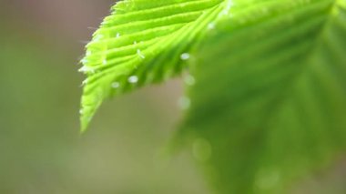 Çiy damlalı yeşil yaprak